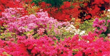 Summerville Azalea Park